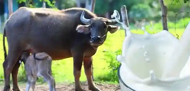Buffalo Milk