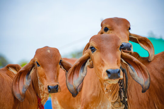 Happy cows at Sheokand Dairy Farm