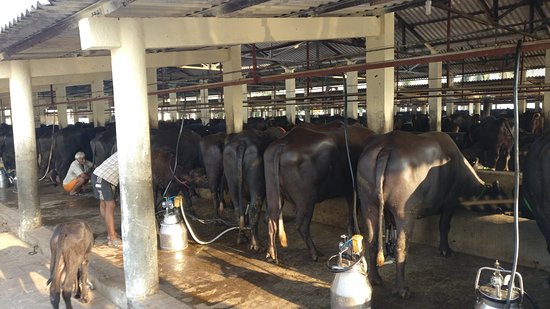 Cows at Sheokand Dairy Farm